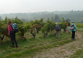 2015-10-Chaudefonds-sur-Layon